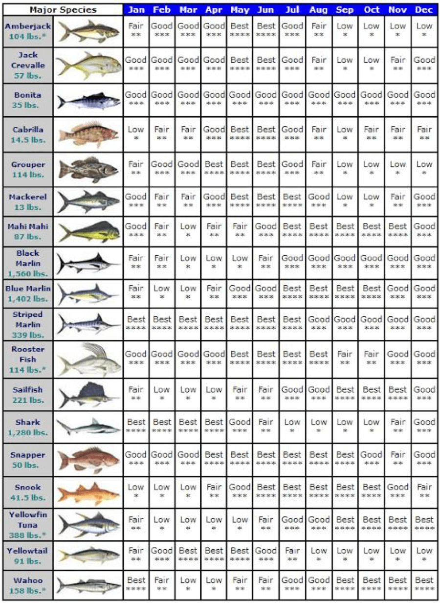 Cabo San Lucas Fishing Calendar Gayle Johnath