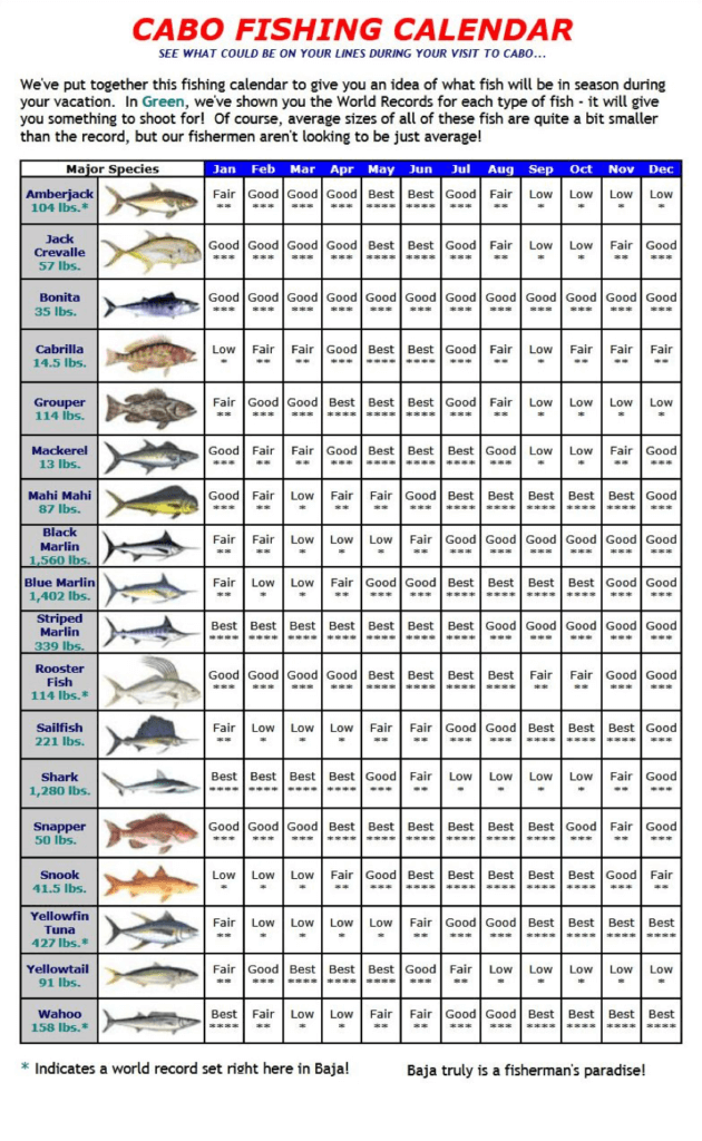 Cabo Fishing Tournament 2024 Schedule bird kassie