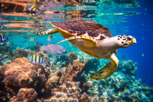 Things to Do In Cabo San Lucas