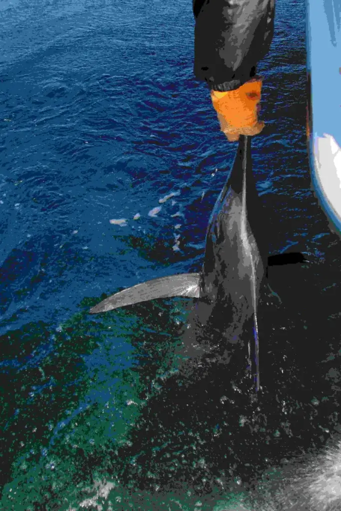 Planning Tips for the Ultimate Cabo Marlin Fishing Adventure