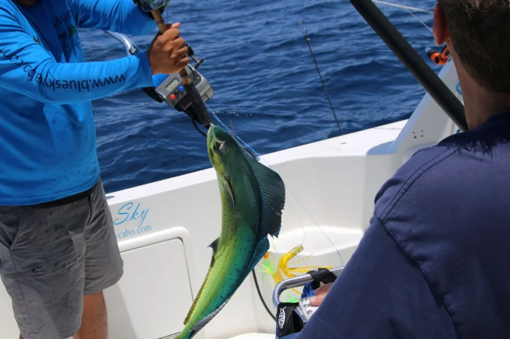 Cabo Dorado Fishing Season