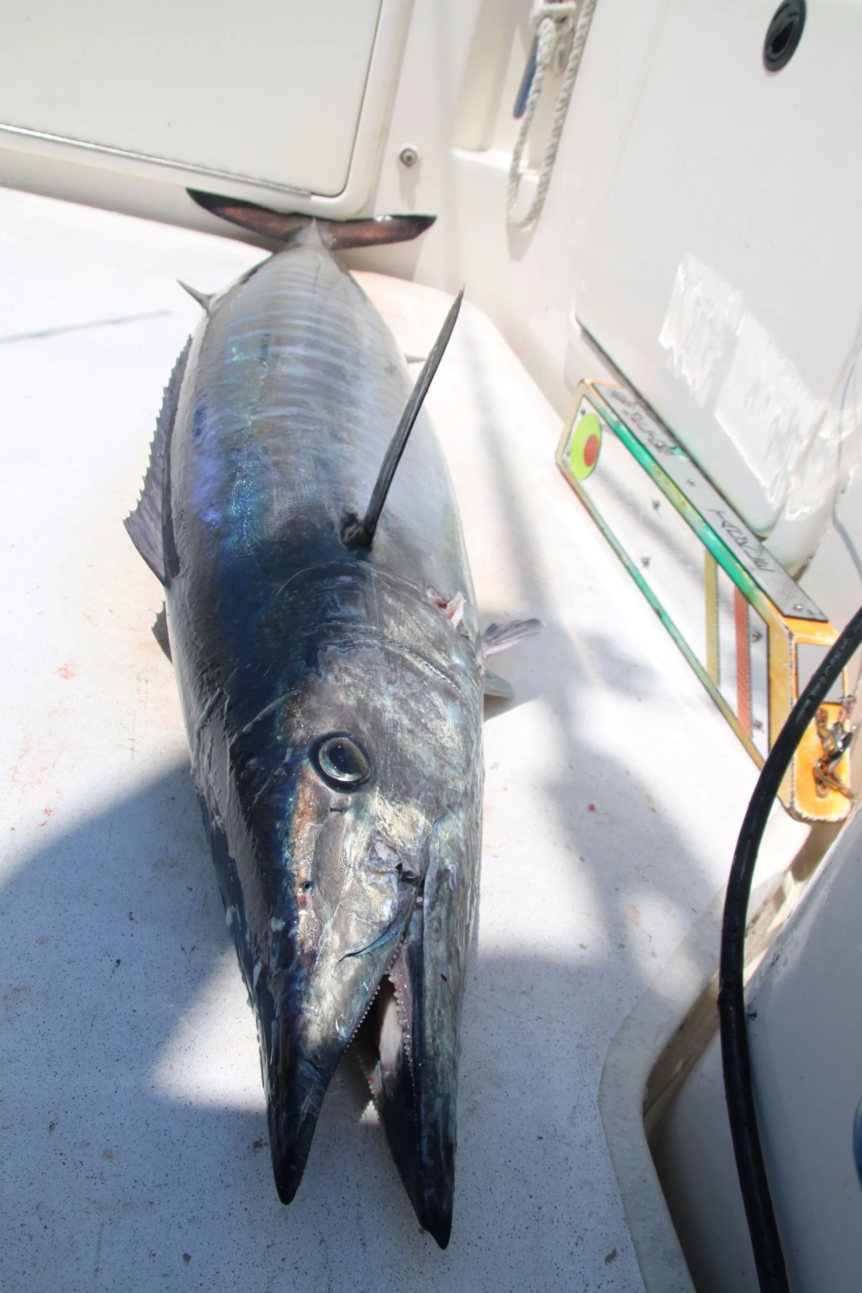 Cabo Fishing Booking