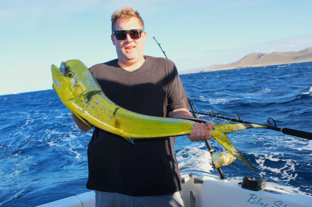 Cabo Fishing Dorado Season