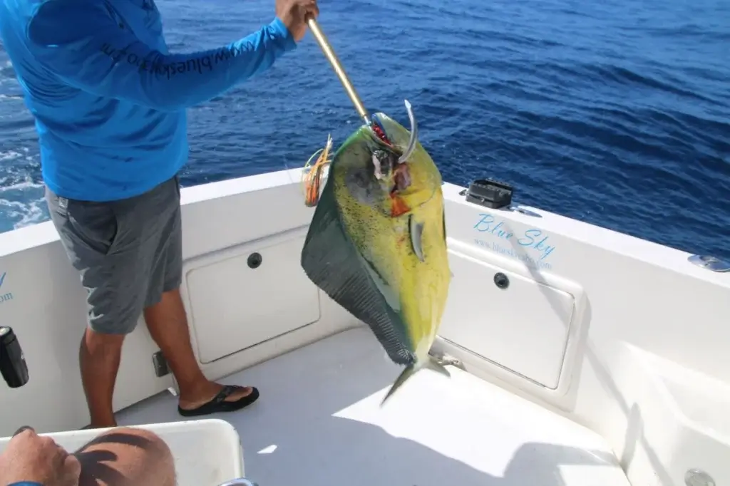 Cabo Fishing For Dorado