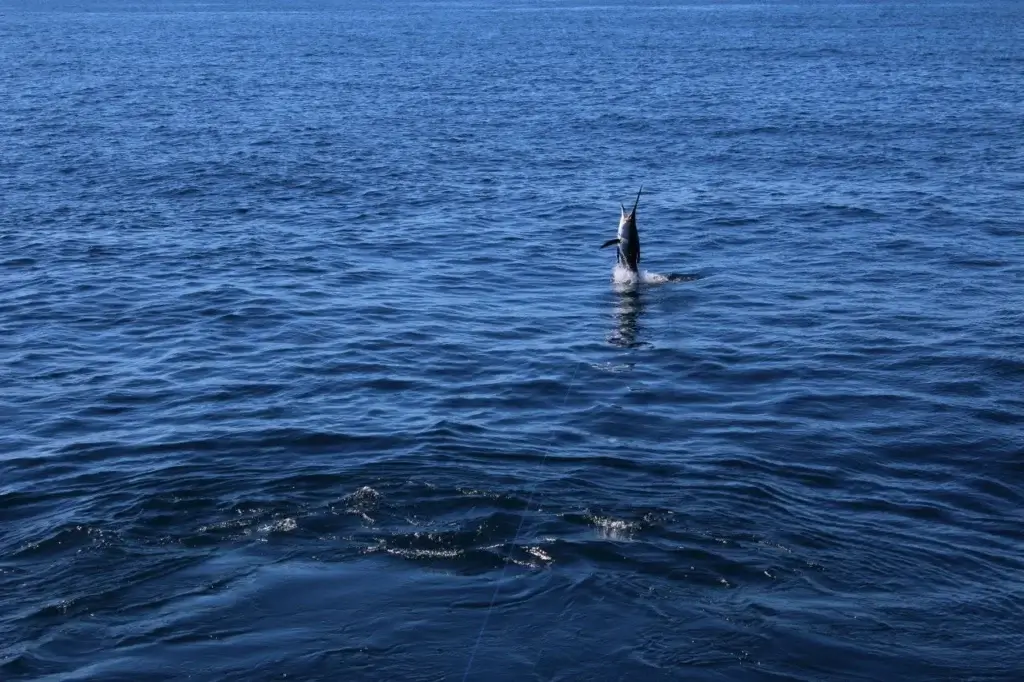 Cabo All Day Fishing Charter