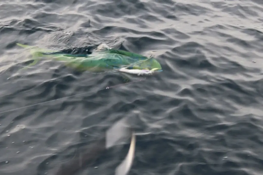 Cabo Eco‑Friendly Fishing Charter