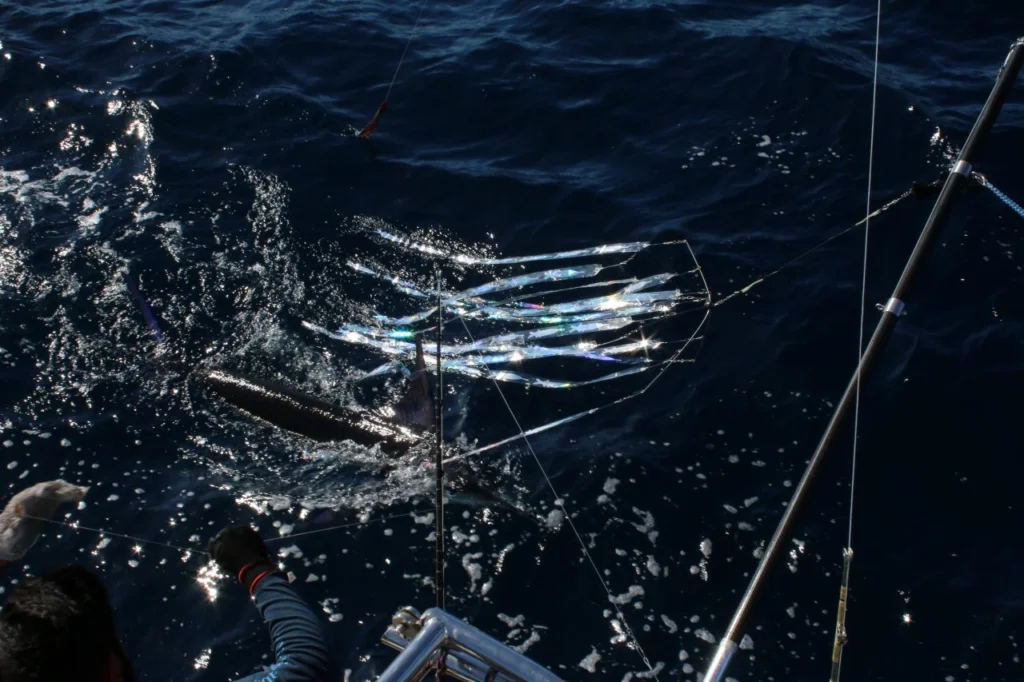 Cabo Fishing Charter Local Guide