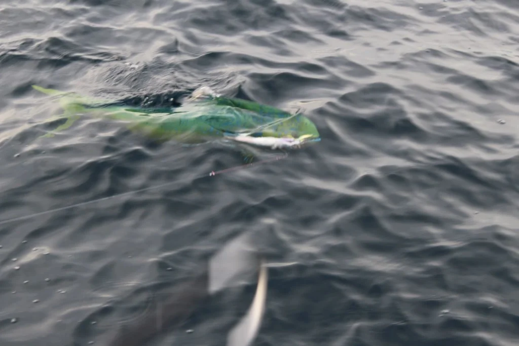 Cabo Fishing Charter Reviews