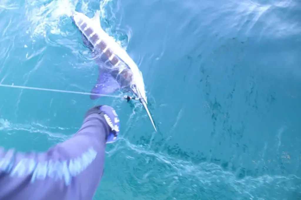 Cabo Fishing Charter for Tournaments