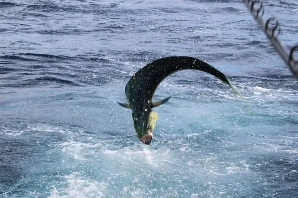 Cabo Sustainable Fishing Charter