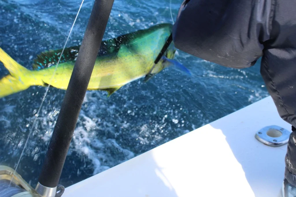Cabo Offshore Fishing January in Cabo