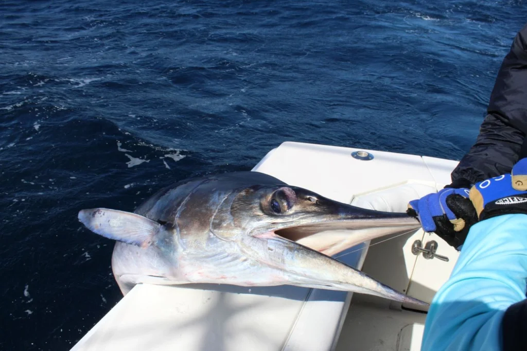 Is Cabo Good for Deep Sea Fishing