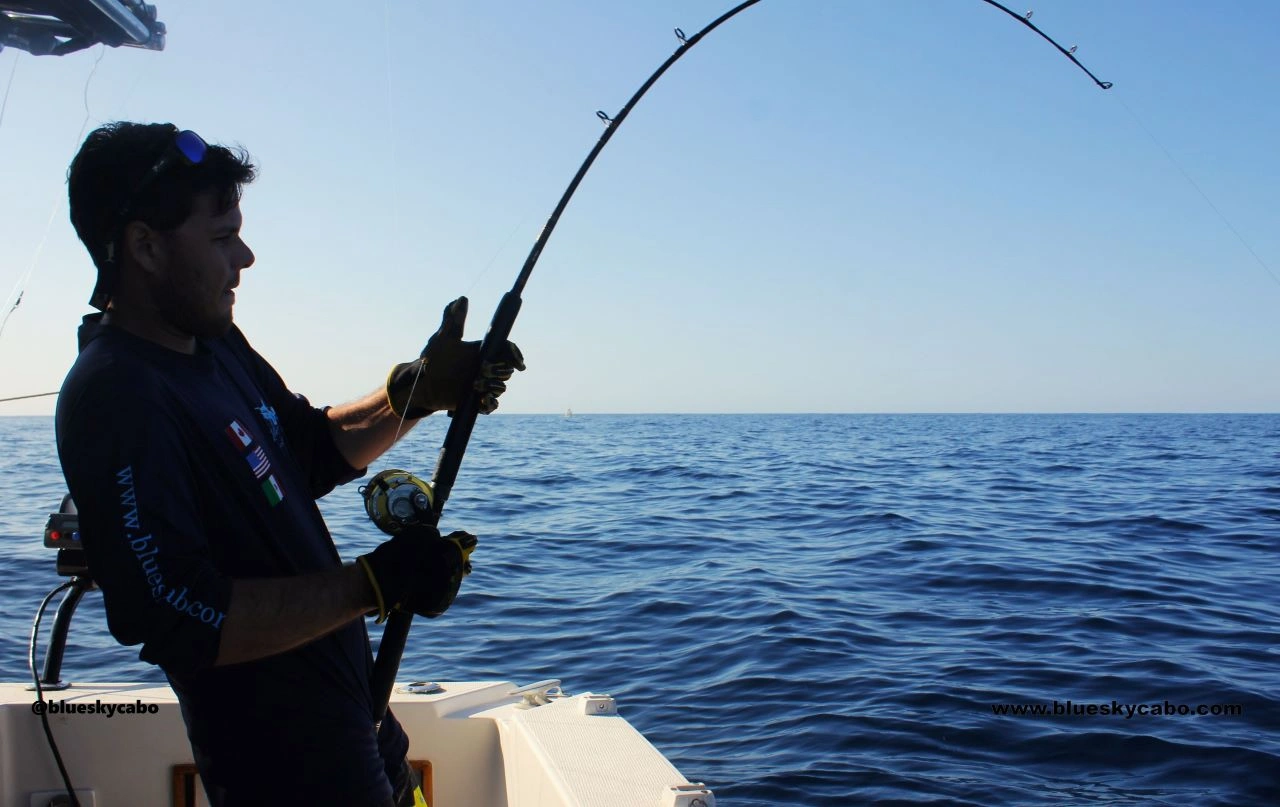What Are the Odds of Catching a Marlin in Cabo?