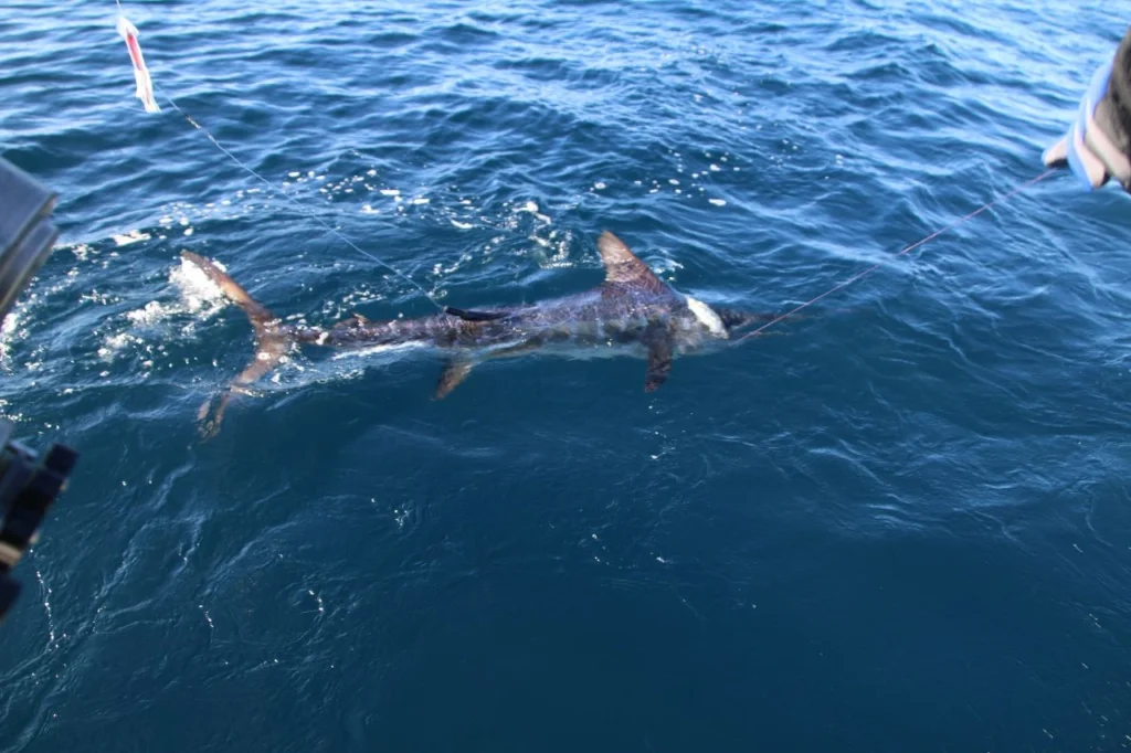 What Fish Are Running in Cabo Right Now