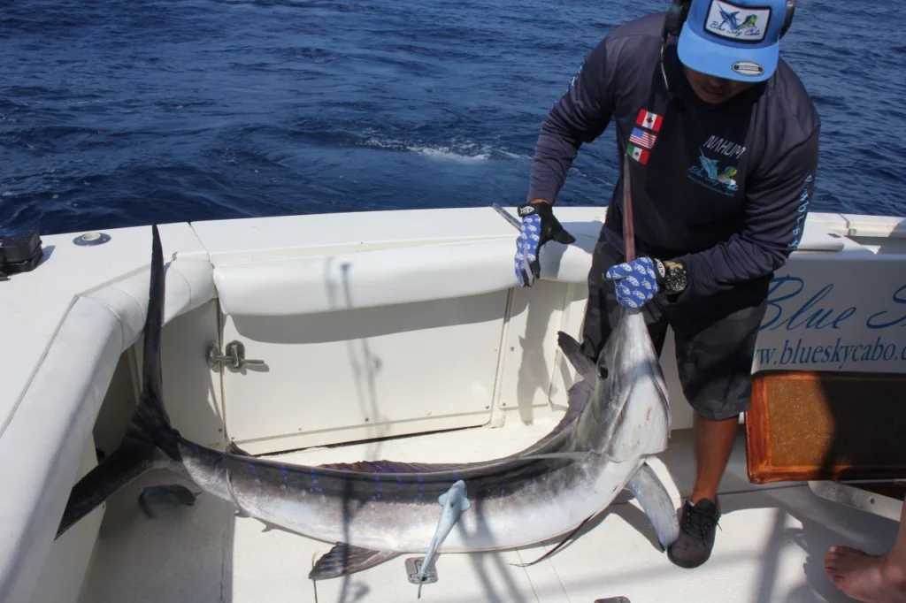 What Is the Average Price to Go Marlin Fishing in Cabo?