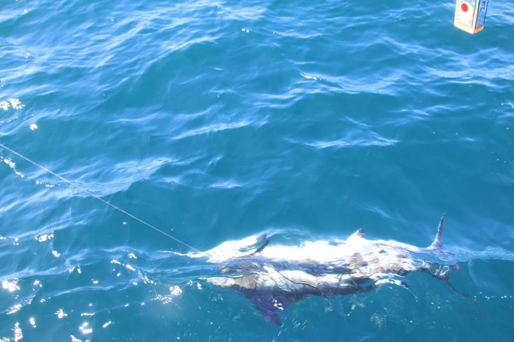 Where Is the Best Deep Sea Fishing in Mexico 