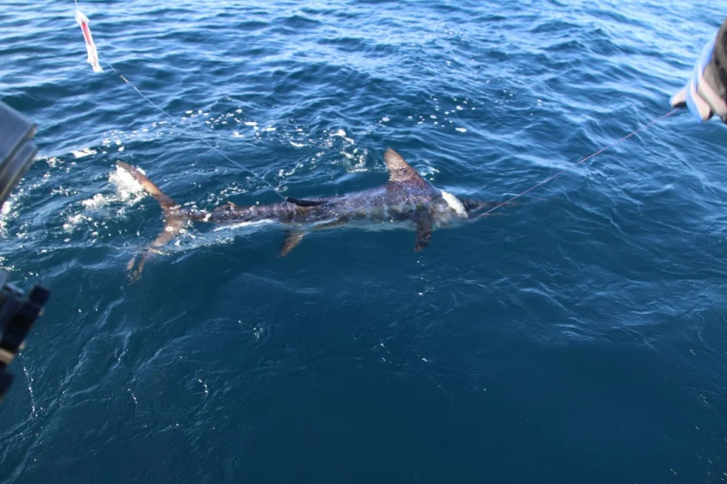 Where Is the Best Place to Catch a Marlin