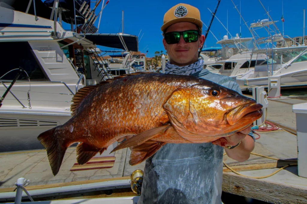 Cabo Live Bait Fishing Report