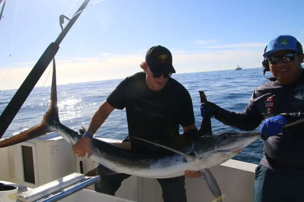 What is the difference between blue, black, and striped marlin?