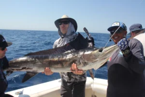 Cabo Marlin Fishing Season