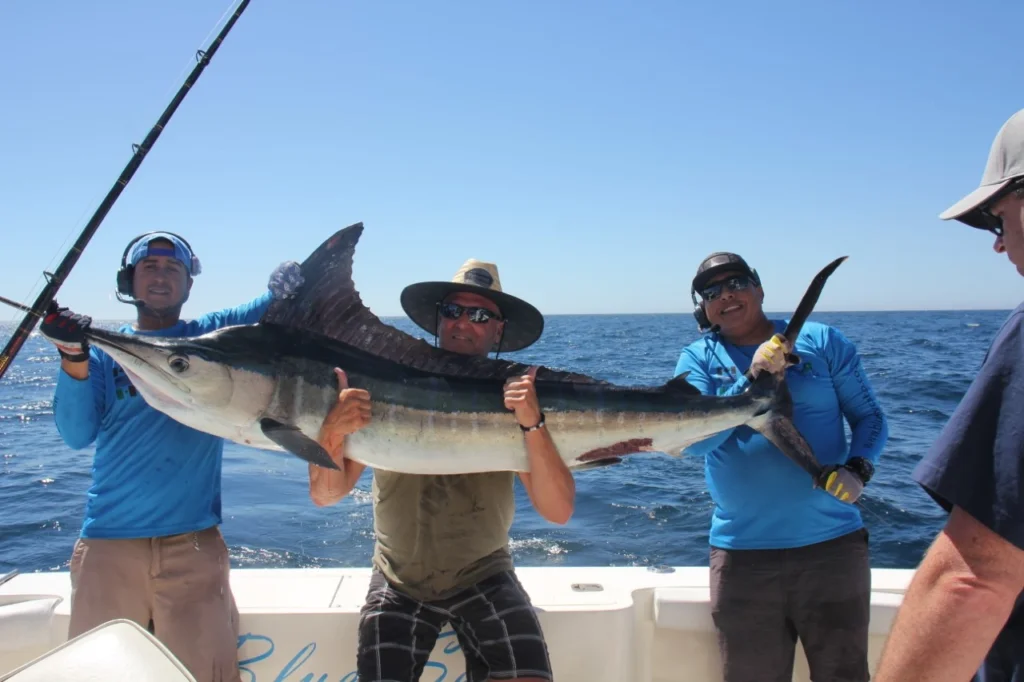 What Size Marlin Are Caught in Cabo