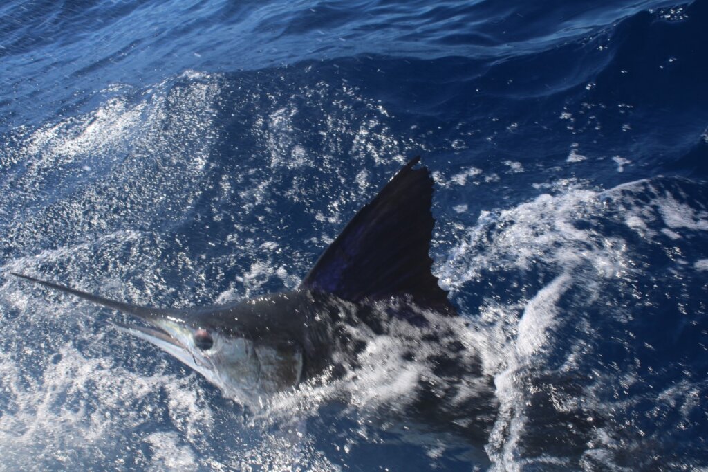 Bottom Fishing Charter in Cabo