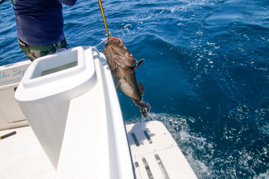 Grouper Fishing Charter Cabo