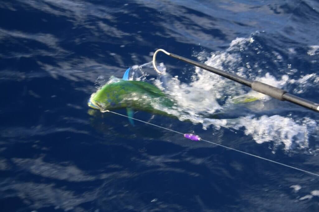 How Much Does a Cabo Fishing Charter Cost